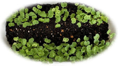 オゾン水で小松菜育成